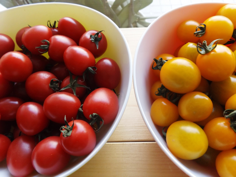 Mugwort TOMATO